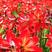 朱顶红种球荷兰进口重瓣超大多年生球根室内外四季开花花卉盆