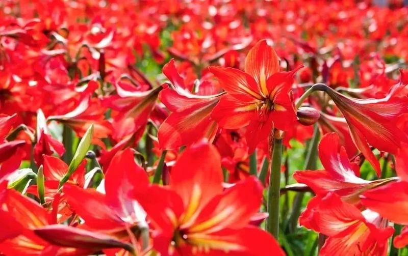 朱顶红种球荷兰进口重瓣超大多年生球根室内外四季开花花卉盆