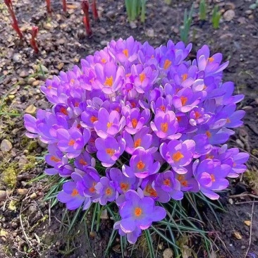 藏红花种球耐寒好养易种室内花卉植物番红花净化空气阳台庭院