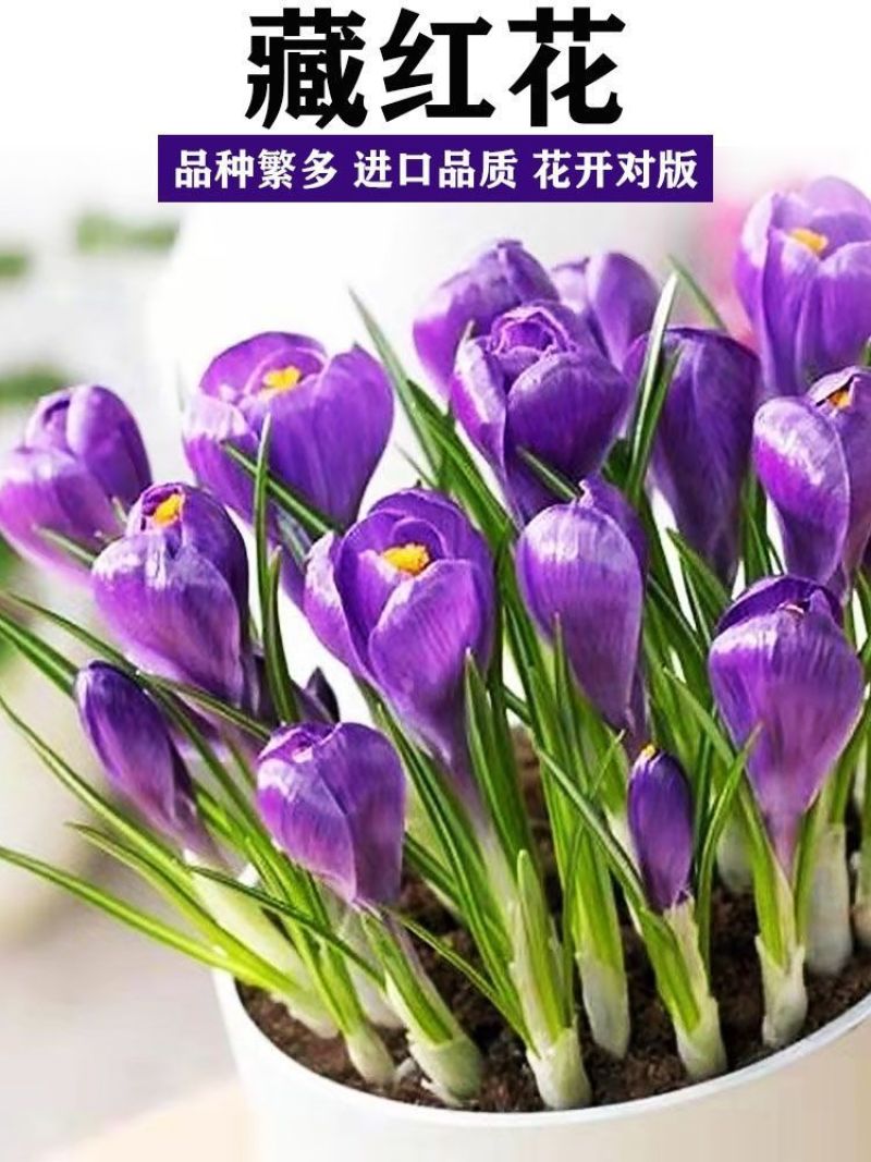 藏红花种球耐寒好养易种室内花卉植物番红花净化空气阳台庭院