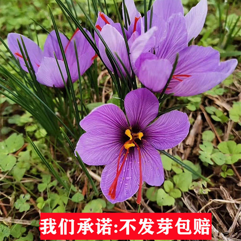 藏红花种球耐寒好养易种室内花卉植物番红花净化空气阳台庭院