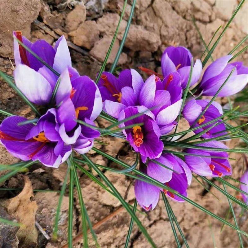 藏红花种球耐寒好养易种室内花卉植物番红花净化空气阳台庭院