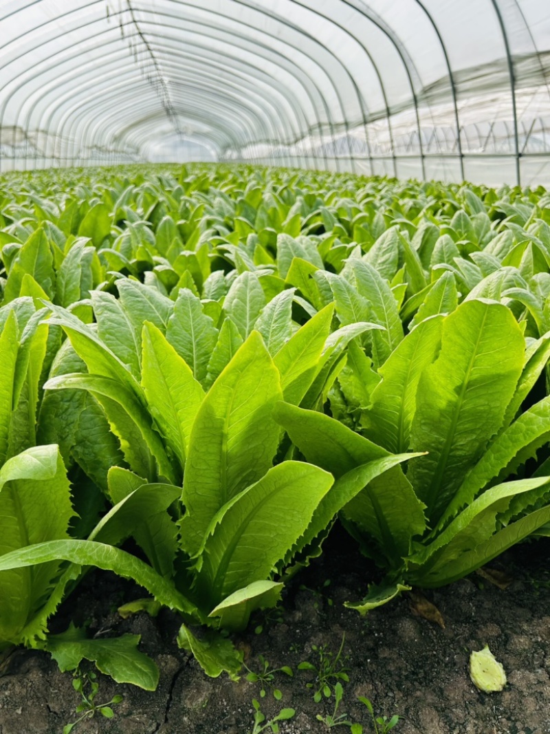 精品油麦菜