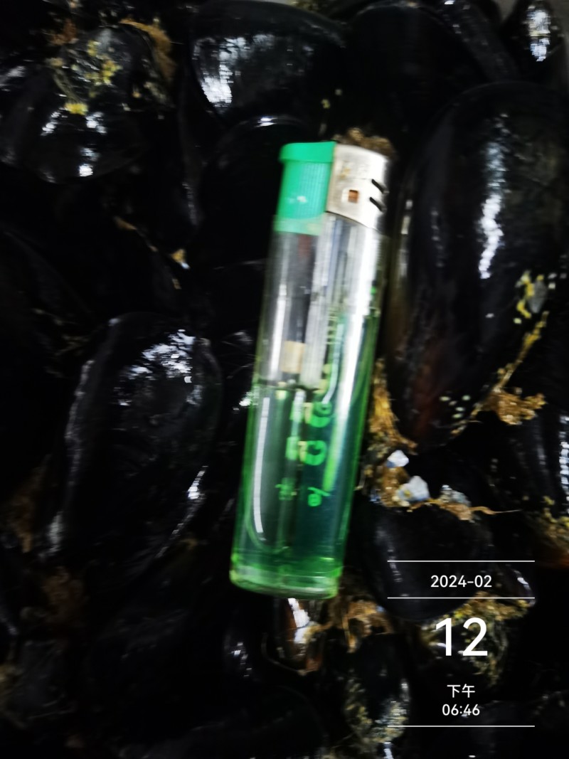 大家好，贻贝海虹开始出货了，一手货源，货源充足。支持市场