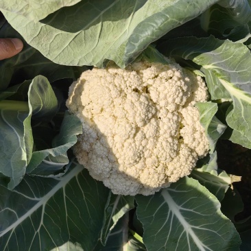 精品小米花菜基地直供，自己工厂大量现货