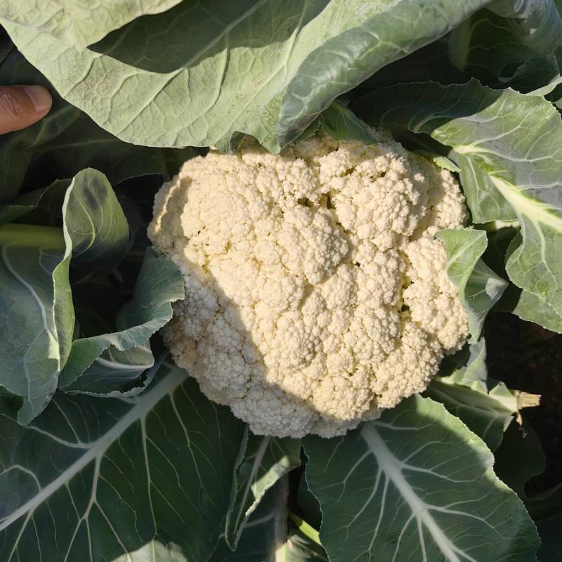 精品小米花菜基地直供，自己工厂大量现货