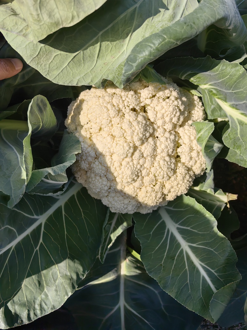 精品小米花菜基地直供，自己工厂大量现货