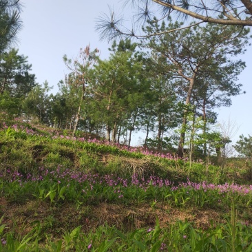 大量出售白芨苗