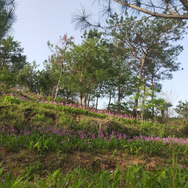 大量出售白芨苗