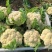 白面青梗松花菜2斤左右小米粒散花菜花批发