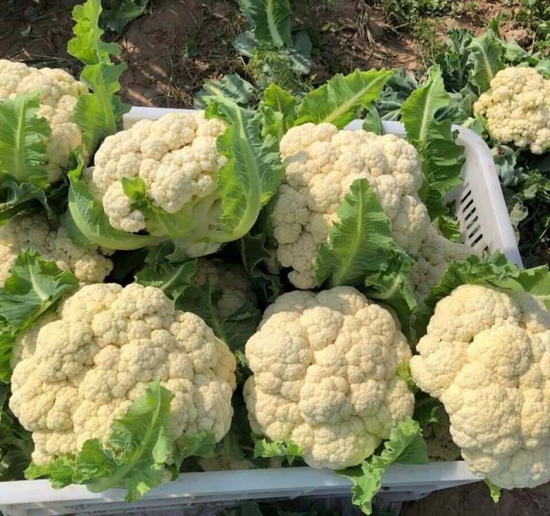 白面青梗松花菜2斤左右小米粒散花菜花批发