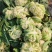白面青梗松花菜2斤左右小米粒散花菜花批发