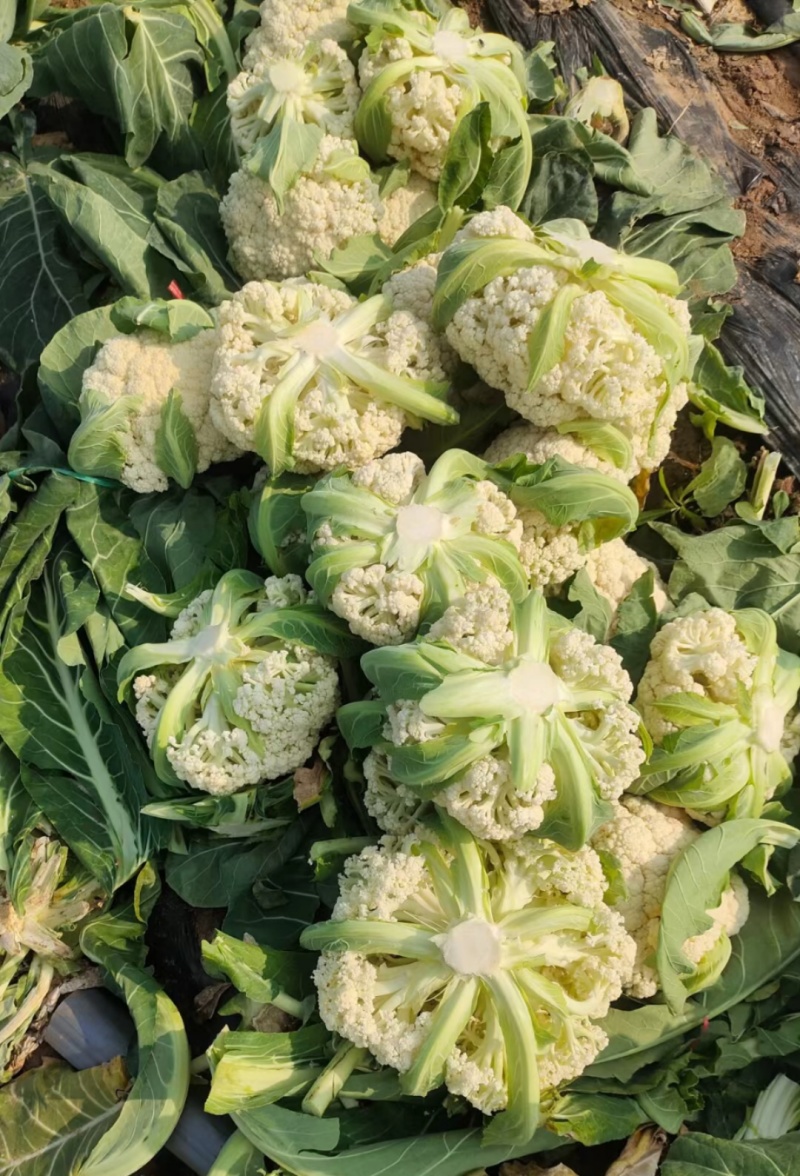 白面青梗松花菜2斤左右小米粒散花菜花批发