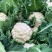 白面青梗松花菜2斤左右小米粒散花菜花批发