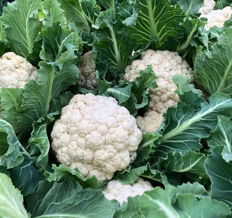 白面青梗松花菜2斤左右小米粒散花菜花批发