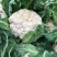 白面青梗松花菜2斤左右小米粒散花菜花批发