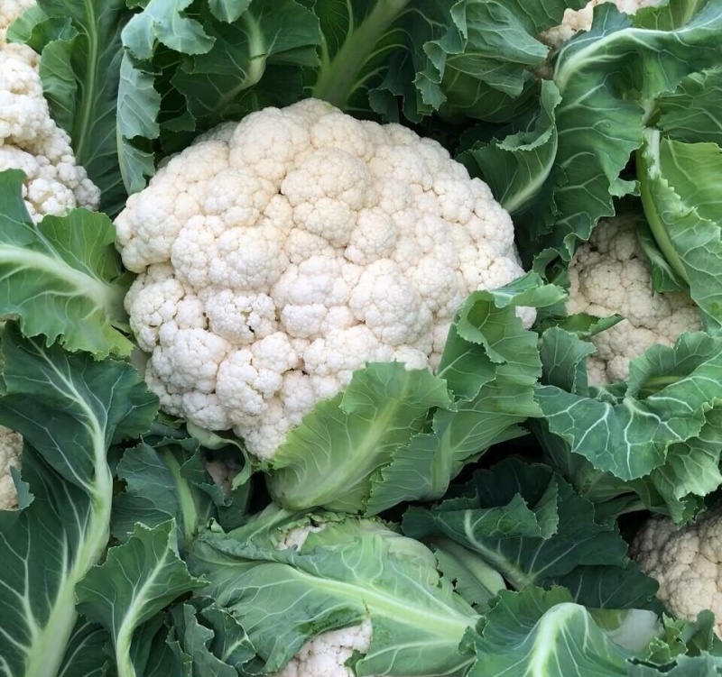 白面青梗松花菜2斤左右小米粒散花菜花批发