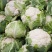 白面青梗松花菜2斤左右小米粒散花菜花批发