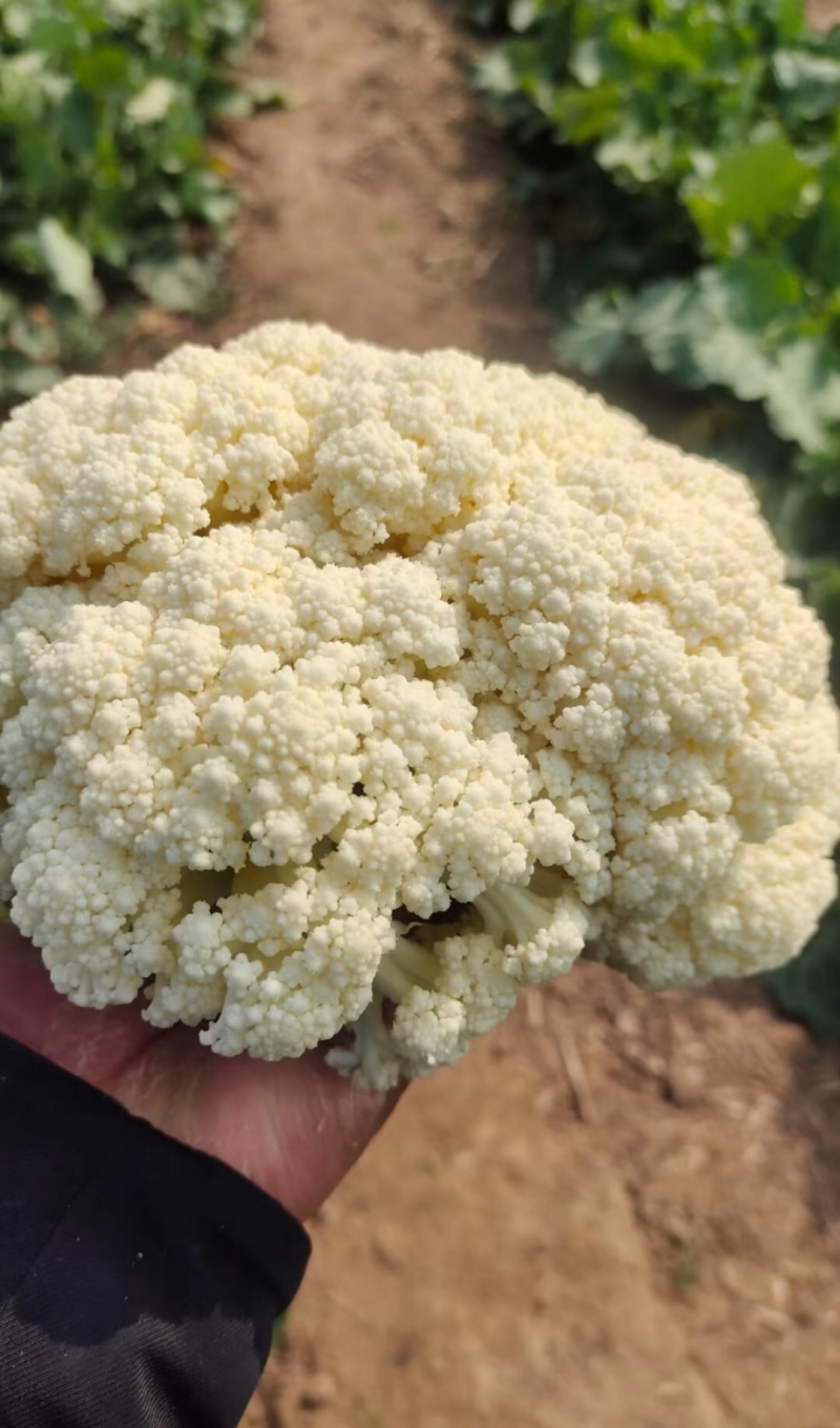 白面青梗松花菜2斤左右小米粒散花菜花批发