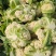 白面青梗松花菜2斤左右小米粒散花菜花批发