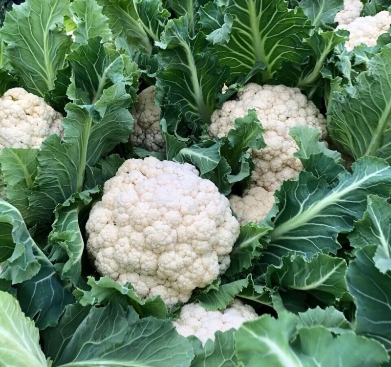 菜花松花菜花种植产地批发支持打冷包装发货