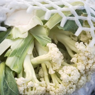 万全菜花松花菜花种植产地青梗散花菜