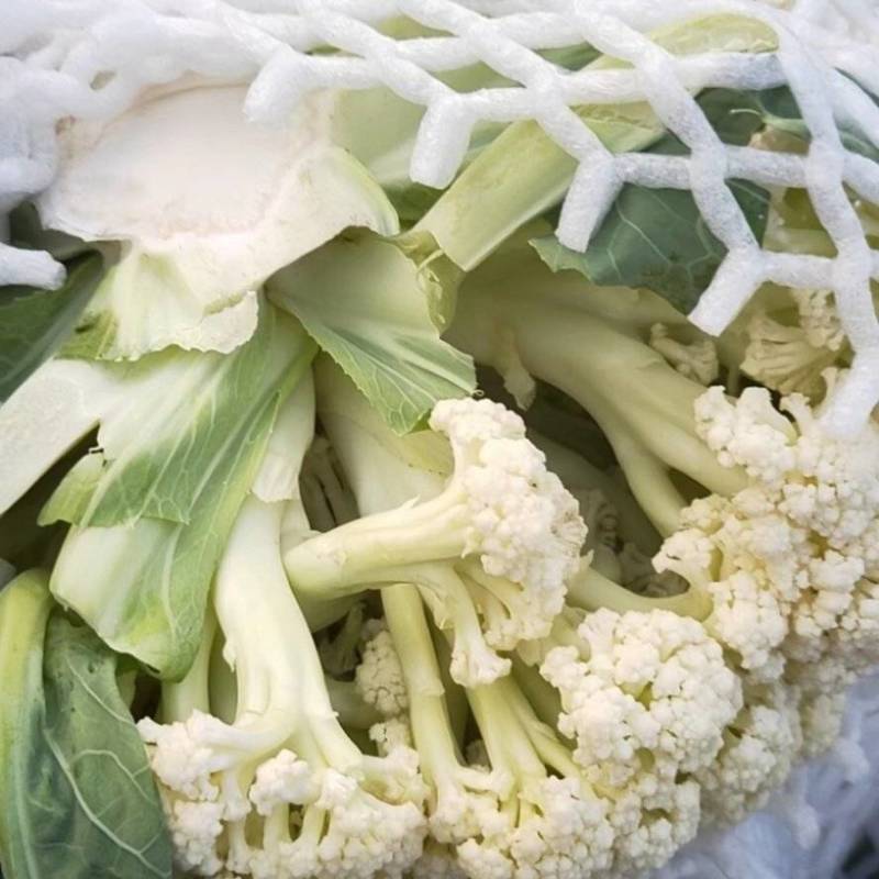 万全菜花松花菜花种植产地青梗散花菜