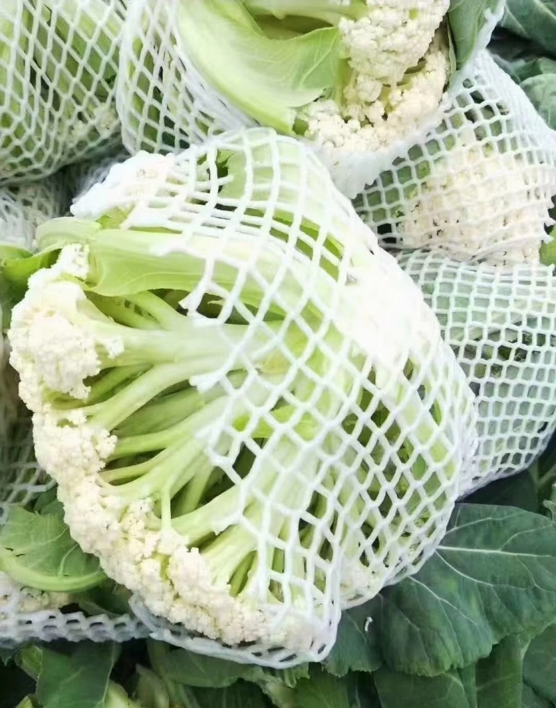 万全菜花松花菜花种植产地青梗散花菜