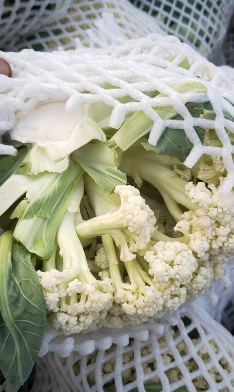 万全菜花松花菜花种植产地青梗散花菜