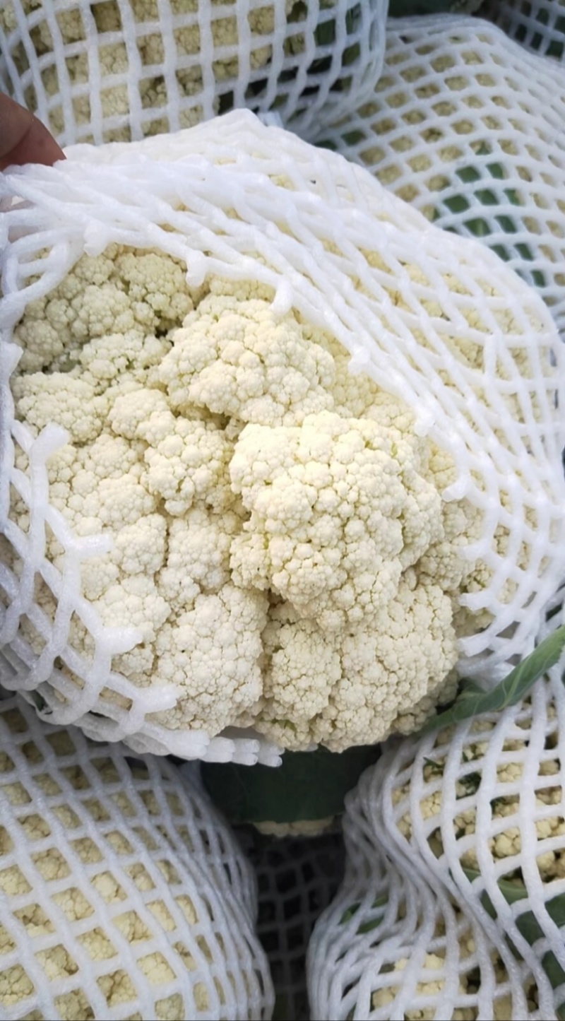 万全菜花松花菜花种植产地青梗散花菜