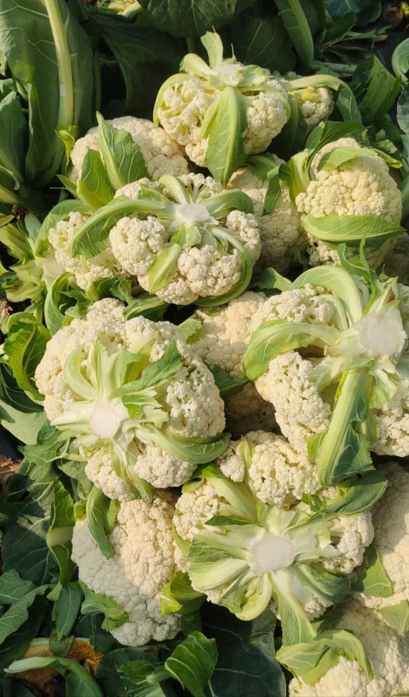 万全菜花松花菜花种植产地青梗散花菜