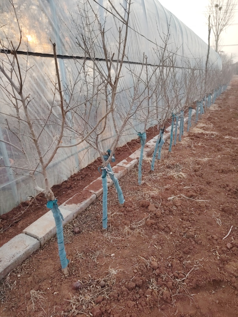 嫁接4年秋艳石榴树