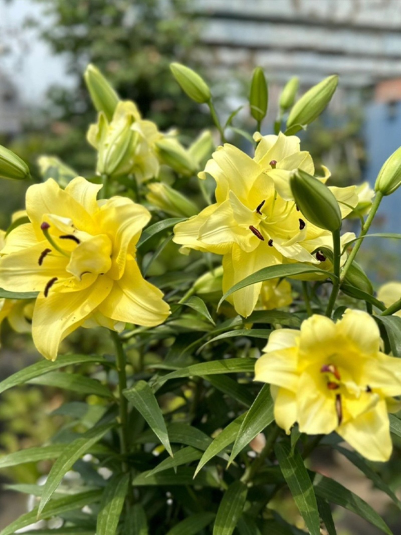 进口香水百合种球带芽耐寒四季盆栽室内外阳台花卉种球