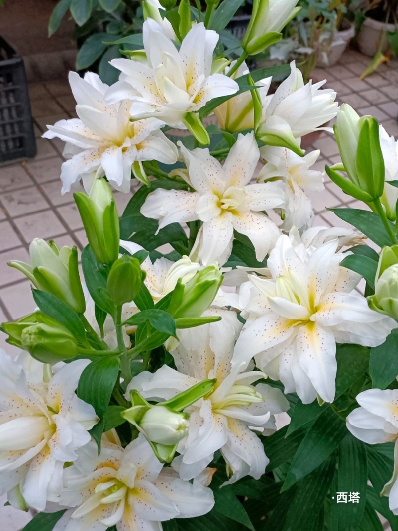 进口香水百合种球带芽耐寒四季盆栽室内外阳台花卉种球