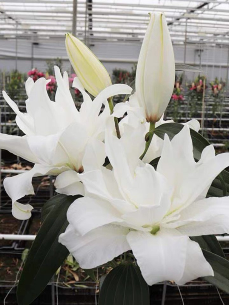 进口香水百合种球带芽耐寒四季盆栽室内外阳台花卉种球