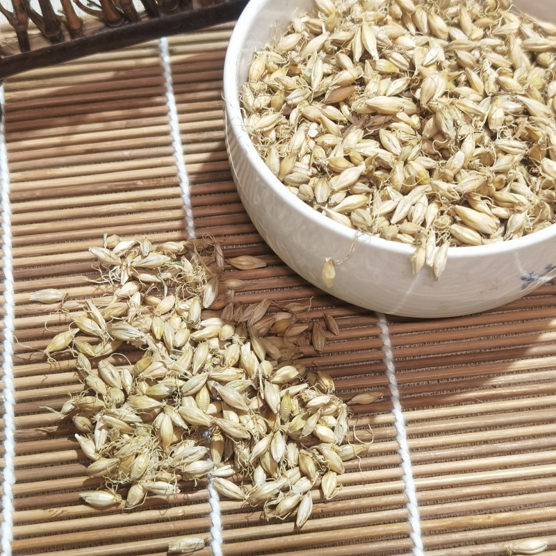 麦芽炒麦芽中药材批发供应麦芽1000克现货供应实