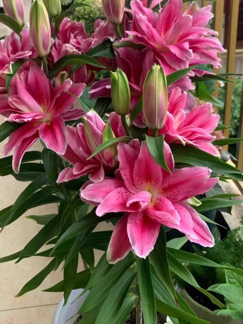 进口香水百合种球带芽重瓣大球花卉种子百合花苗四季易活绿植