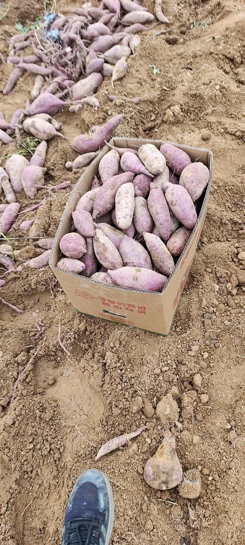紫薯电商精品，以及加工厂货，商超社区团购