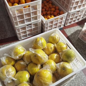 福建漳州平和清甜葡萄柚，爆汁葡萄柚，自产自销！！！