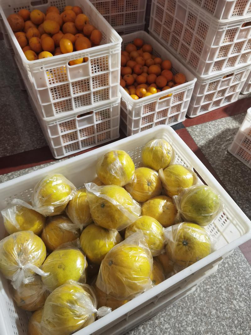 福建漳州平和清甜葡萄柚，爆汁葡萄柚，自产自销！！！