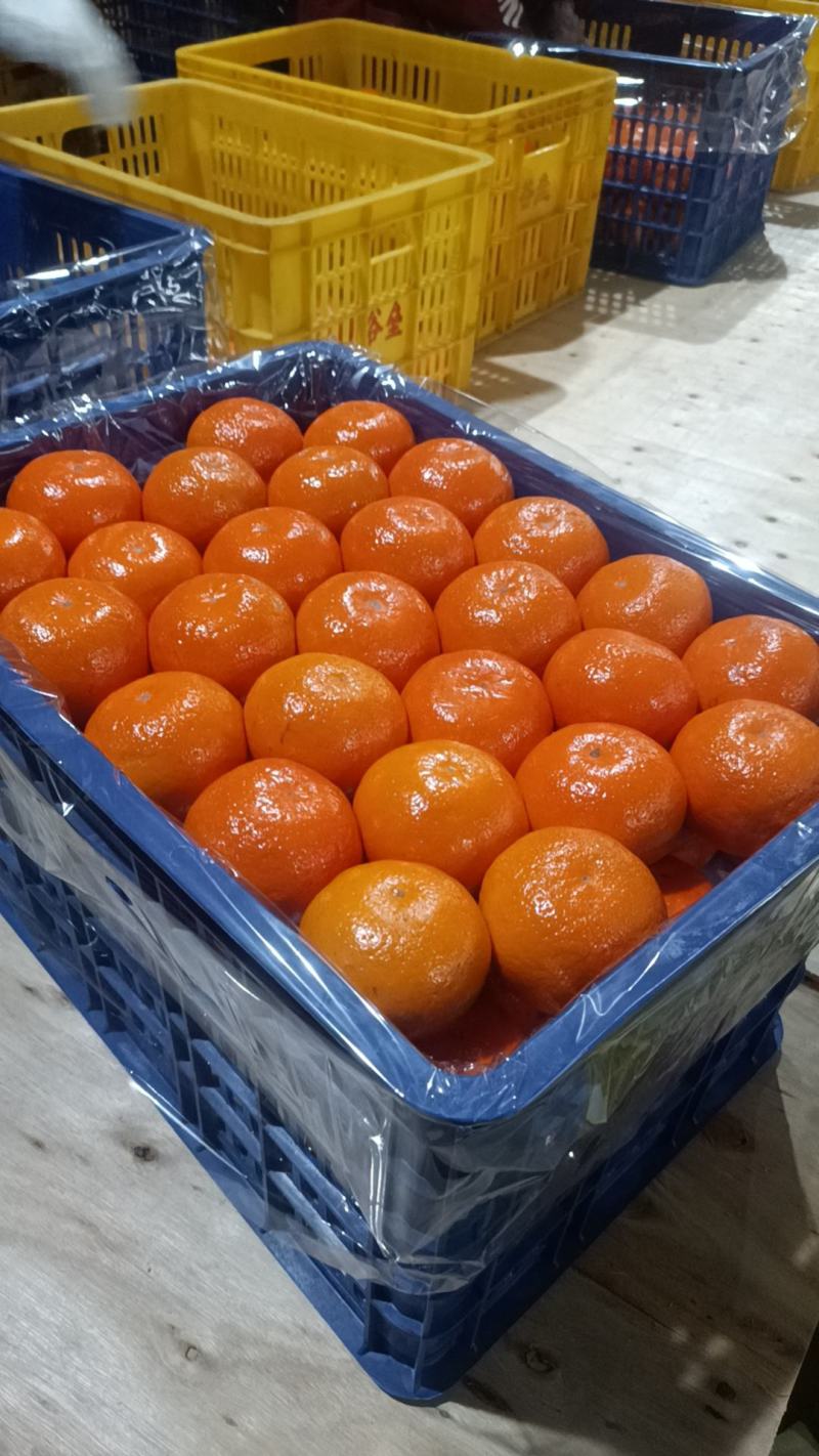 广西南宁沃柑大量有货，一手货源，诚信第一