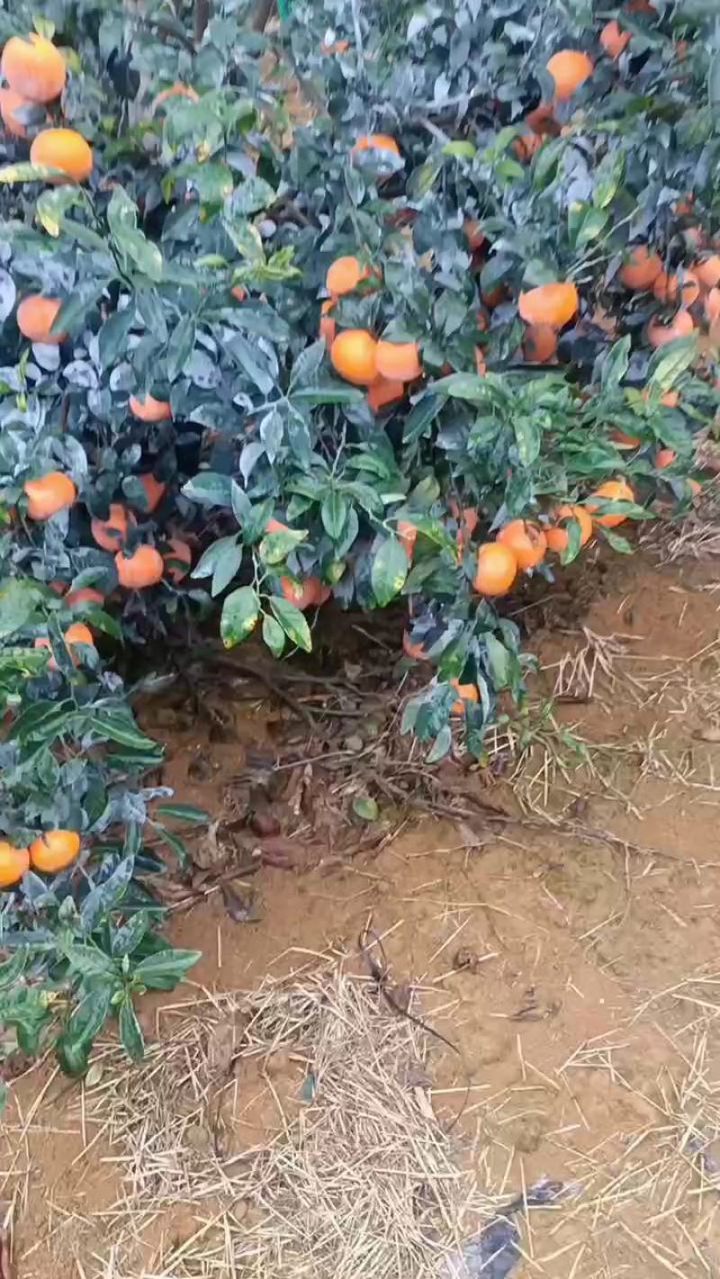 广西南宁沃柑大量有货，一手货源，诚信第一