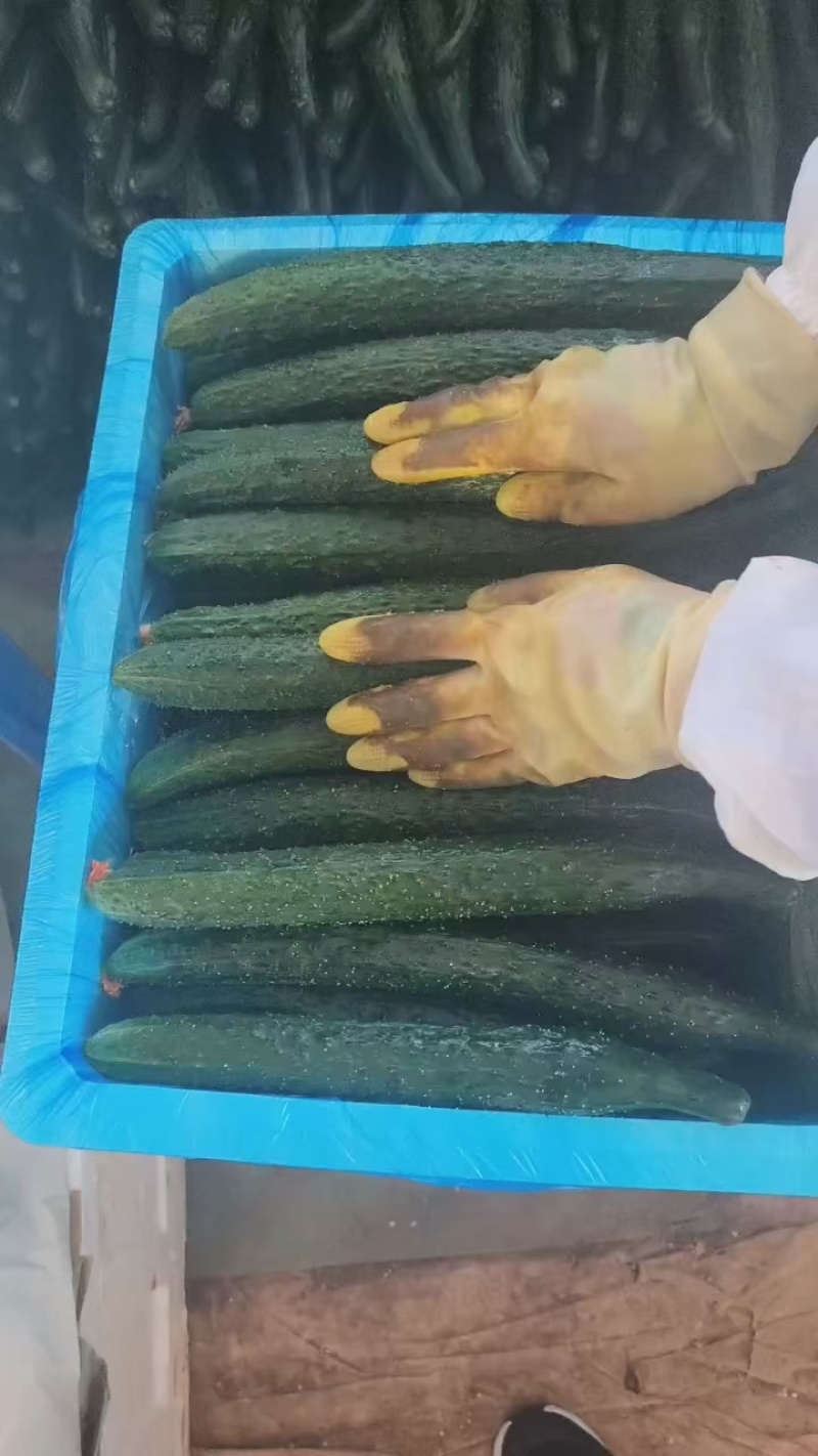 黄瓜