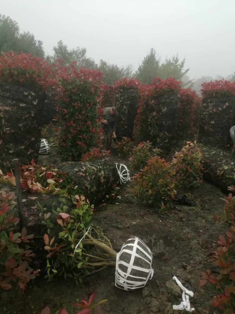 红叶石楠柱子
