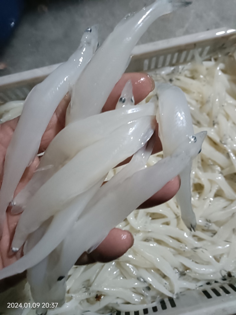 10-12一公斤110条左右