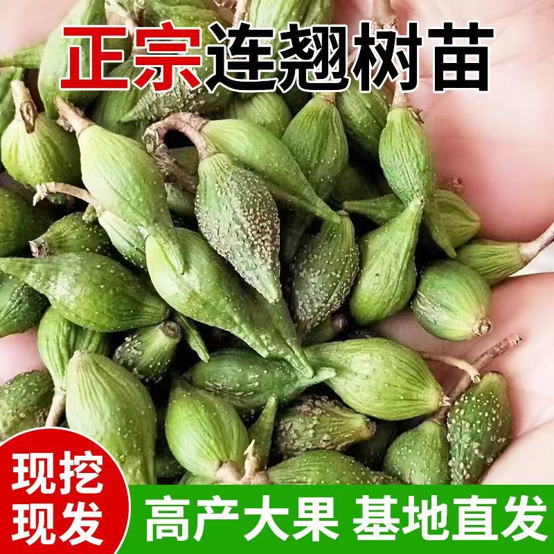 连翘苗一年连翘苗价格药用连翘苗