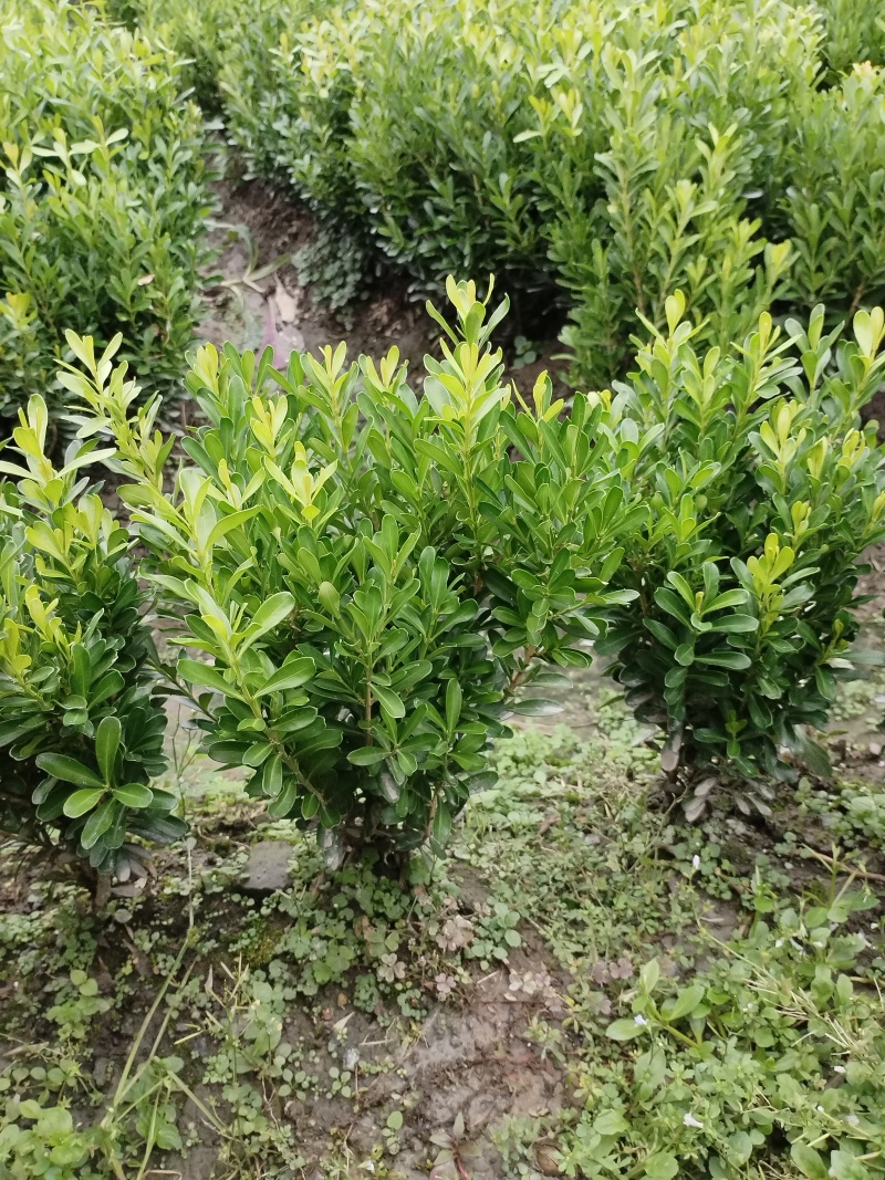 小叶黄杨