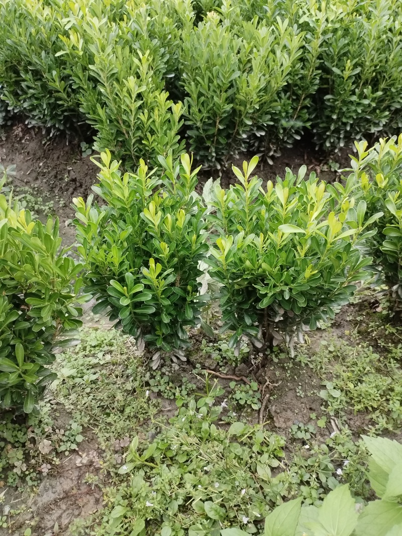 小叶黄杨