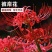彼岸花种球，曼珠沙华种子彼岸花盆栽绿植石蒜花室内外种花卉
