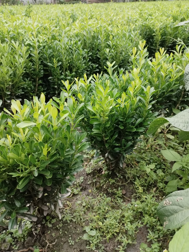 小叶黄杨